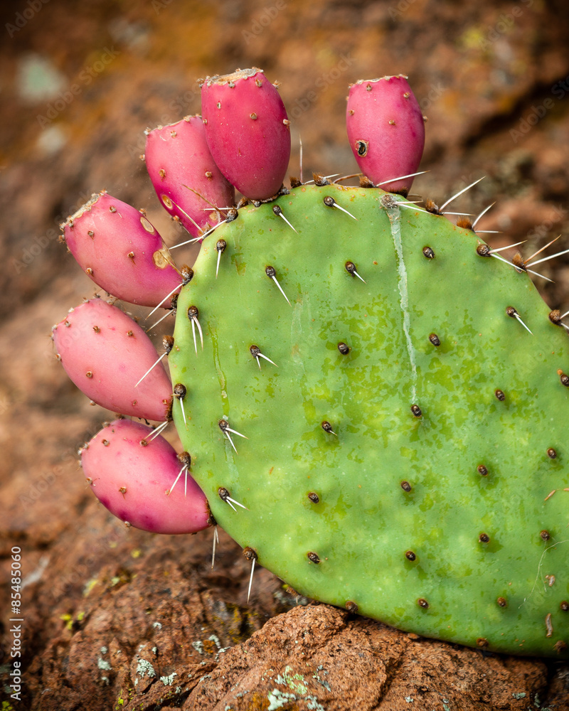 Pricky Pear Cactus with six blooms ready to blossom Pricky Pear Cactus with six blooms ready to blossom
