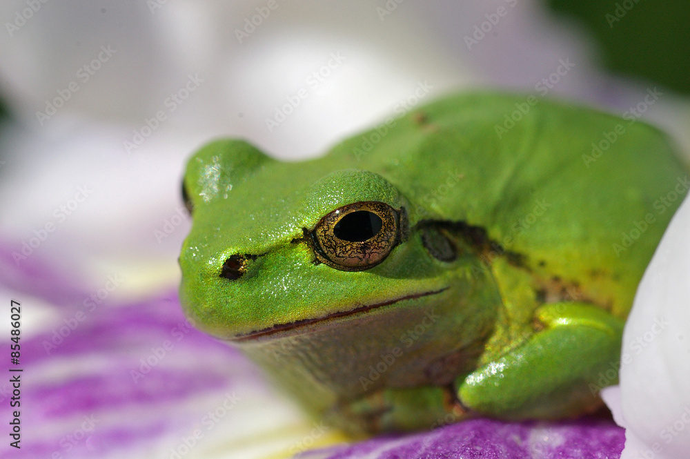 アマガエルと花菖蒲