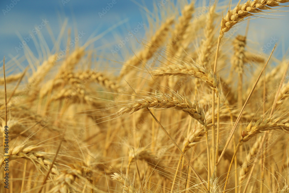 Fototapeta premium Wheat field against a blue sky