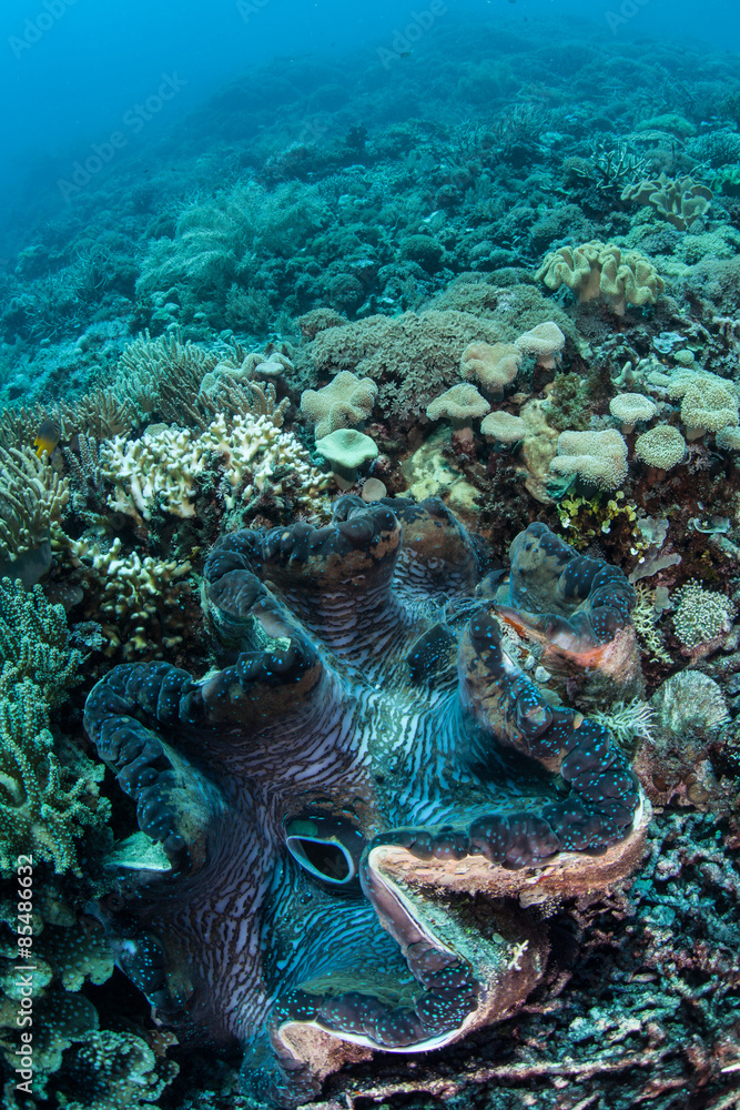 Giant Clam on Reef Giant Clam on Reef