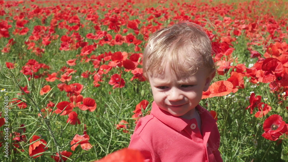 little baby boy posing on poppy fields little baby boy posing on poppy fields
