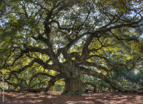 Majestic live oak angle tree