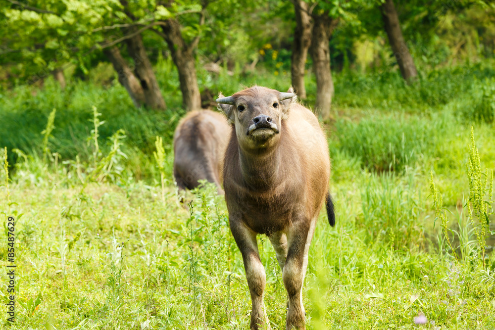 water buffalo in the country farm