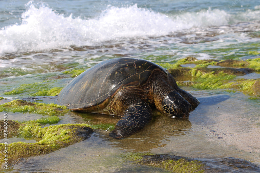Green sea turtle eating seaweed on the shore, Laniakea Beach, Oahu