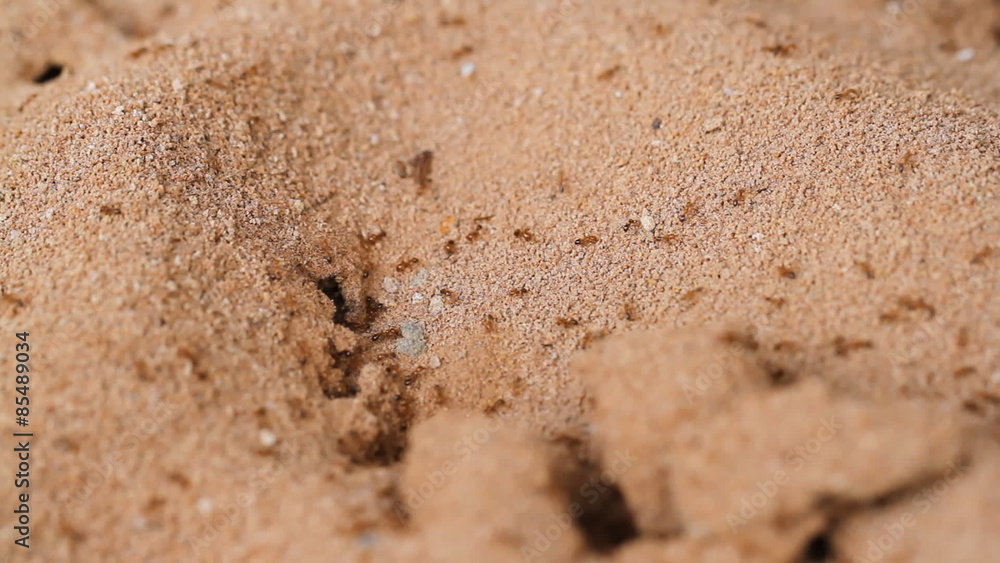 Ants with a hole in the ground Ants with a hole in the ground