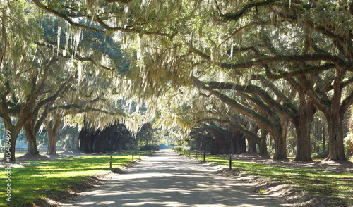 Plantation Driveway - live oak trees and Spanish moss in the deep south