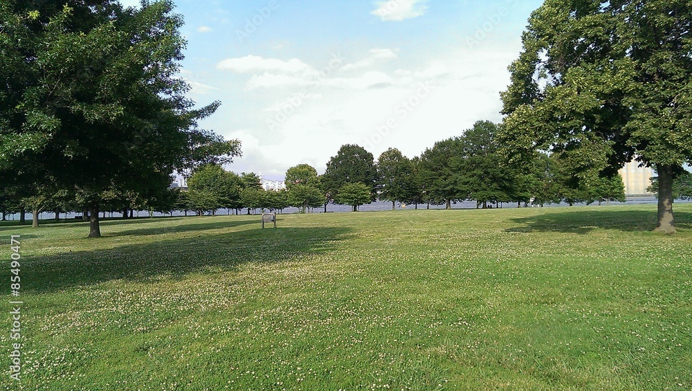 Fototapeta premium Sommer Wiese