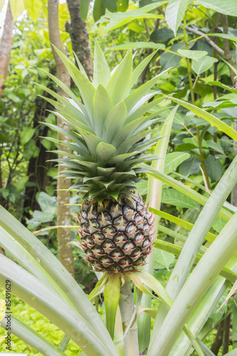 Pineapple tropical fruit in garden