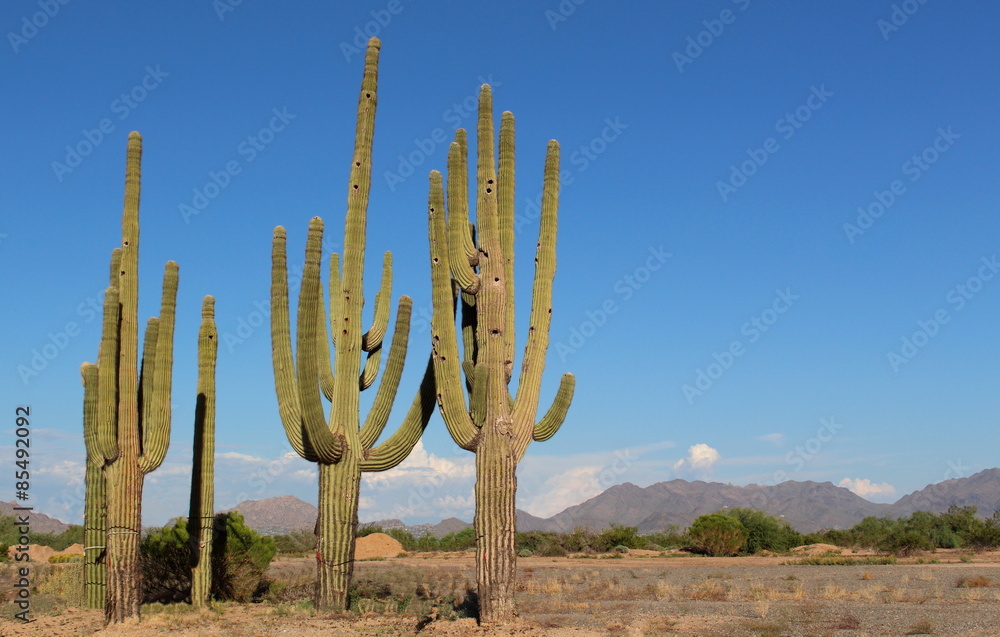 Saguaro cactus in the desert with  mountains 