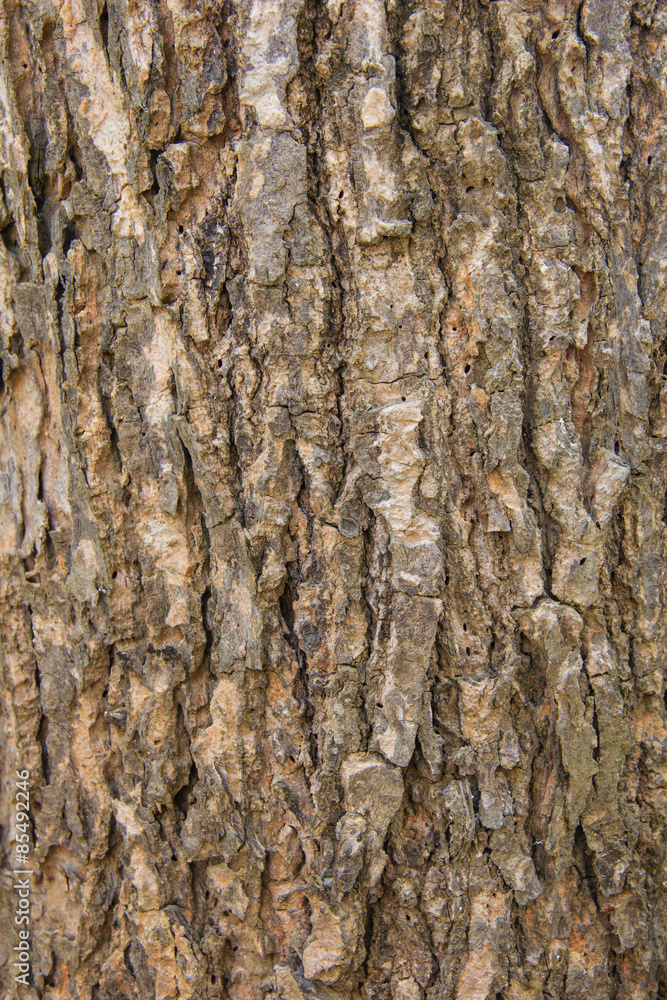 Tree bark texture background Tree bark texture background