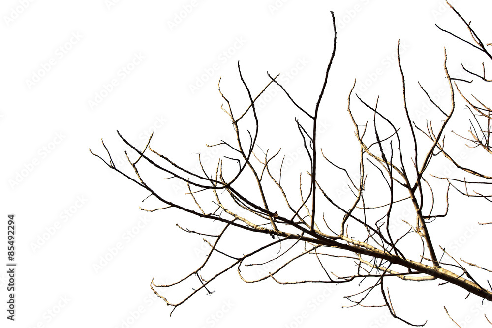 Obraz premium tree branches on white background