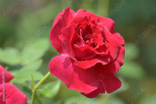Red rose as a natural and soft background