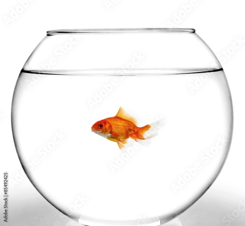 Fishbowl  Goldfish  Fish.
