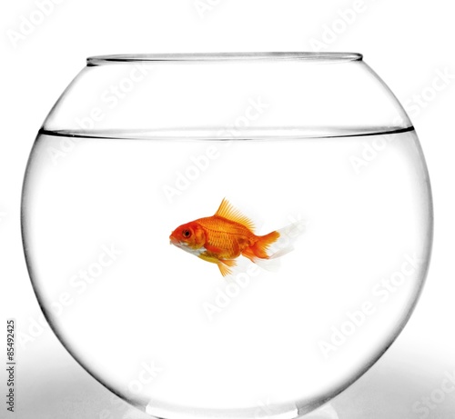 Foto Fishbowl, Goldfish, Fish.