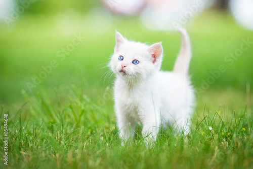 Adorable white kitten with blue eyes standing on the lawn