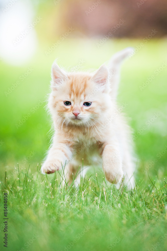 Little red kitten running outdoors in summer