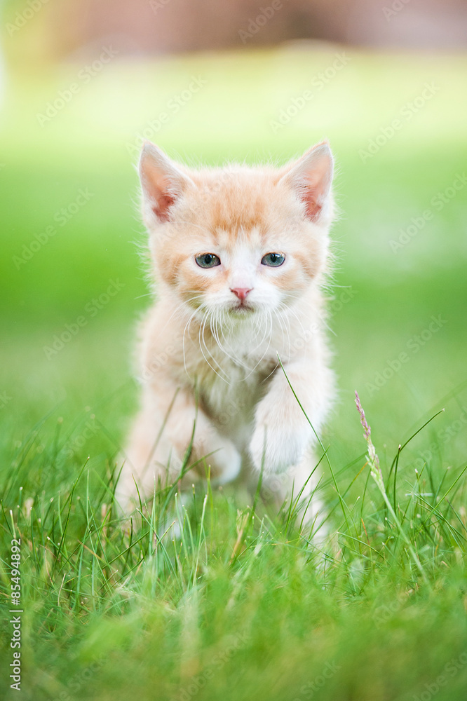 Little red kitten running outdoors in summer Little red kitten running outdoors in summer