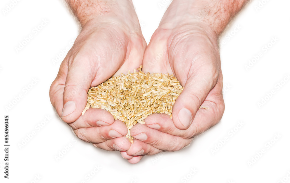 Handful of grain Handful of grain