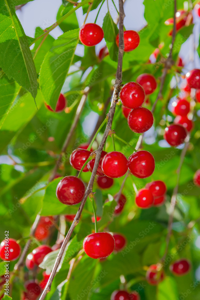 Cherries Cherries