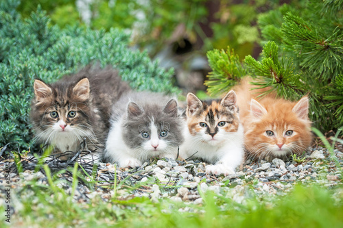 Four little kittens sitting in the garden © Rita Kochmarjova