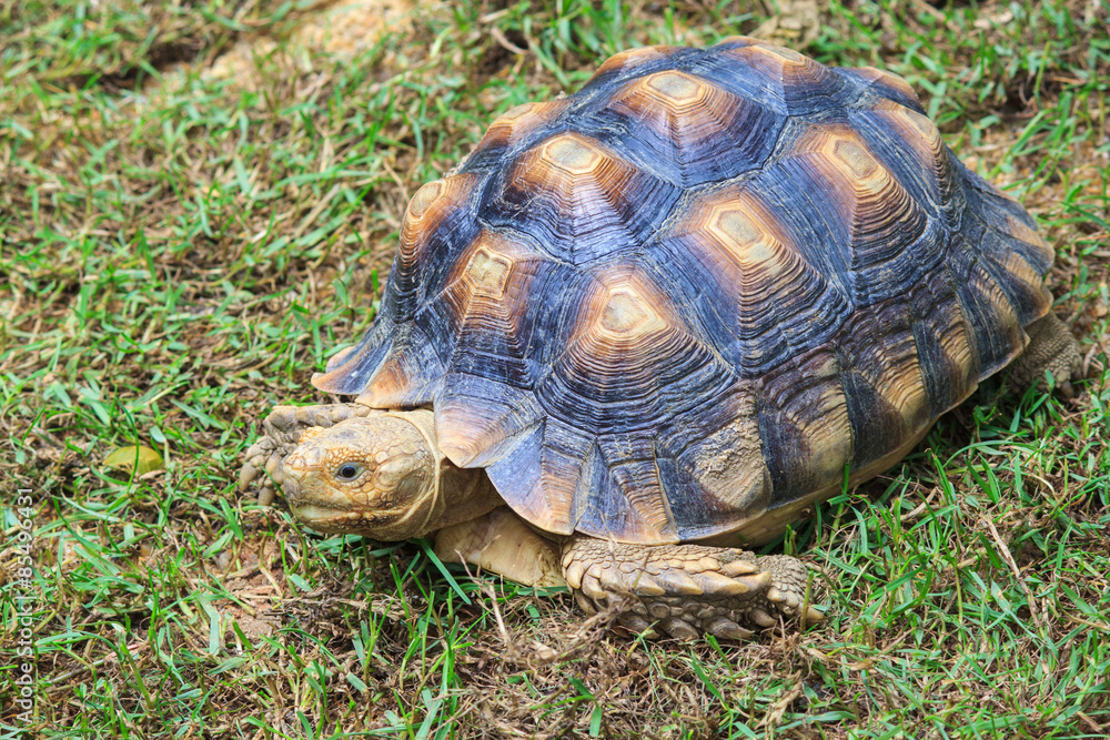 African Spurred Tortoise (Geochelone sulcata) African Spurred Tortoise (Geochelone sulcata)