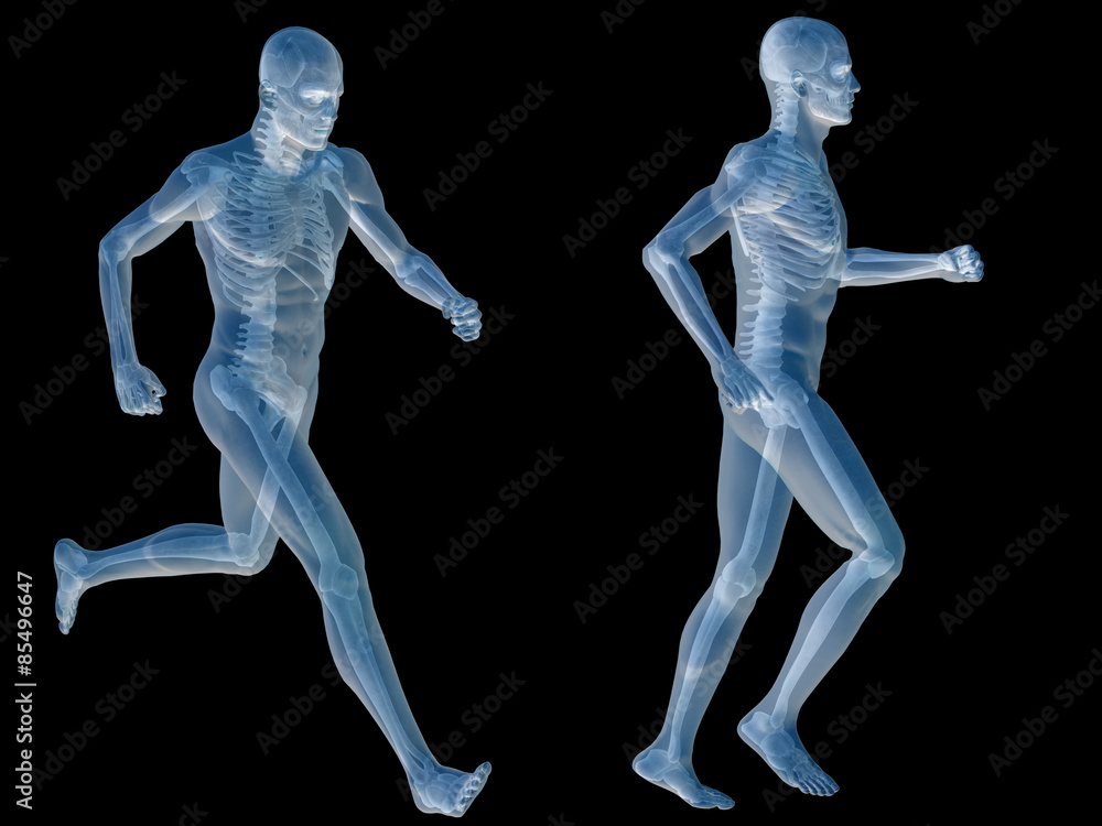 3D human man anatomy isolated 3D human man anatomy isolated