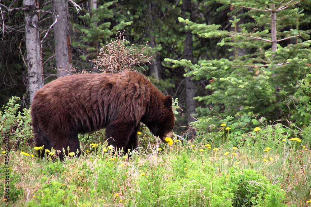 Brown bear eating dandelion, Alaska Brown bear eating dandelion, Alaska
