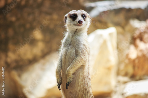 Photos Portrait of meerkat on the rock with nature frame
