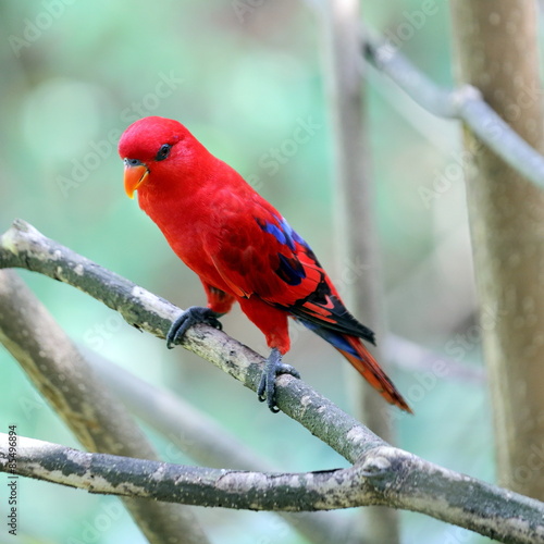 Bilde på lerret Red Lory Resting on Tree Branch