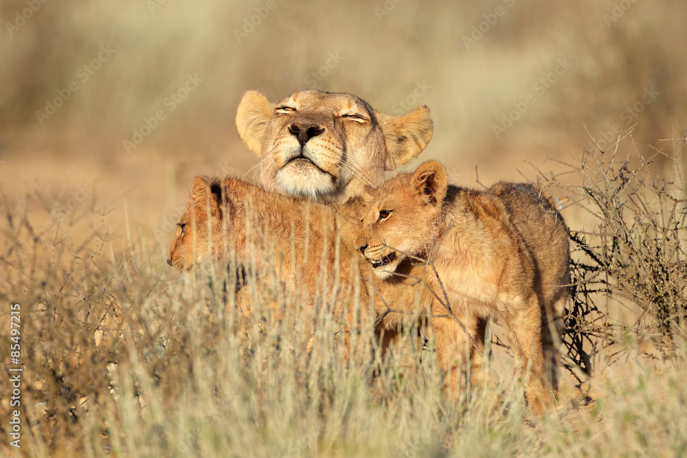 Lioness with cubs, Kalahari desert Lioness with cubs, Kalahari desert