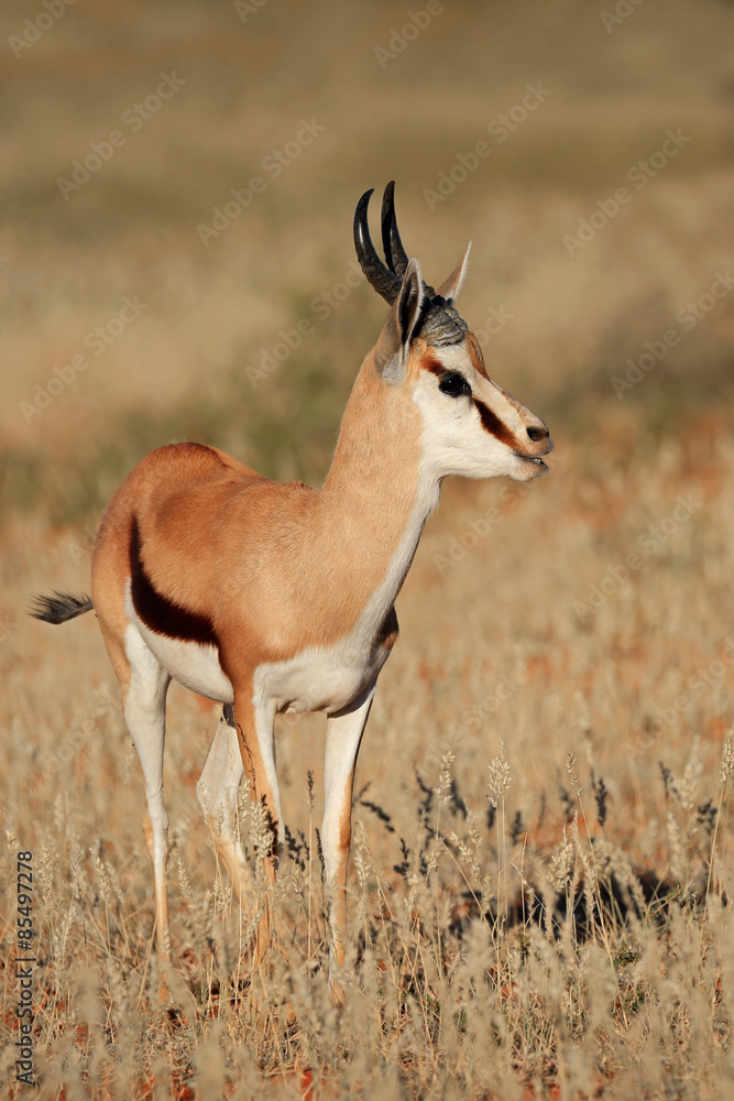 Springbok antelope in natural habitat Springbok antelope in natural habitat