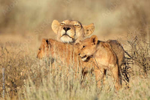 Lioness with cubs  Kalahari desert