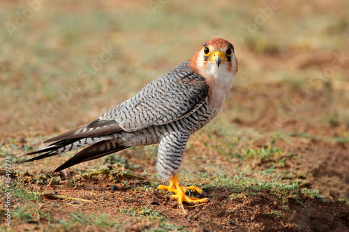 Red-necked falcon (Falco chicquera) 
