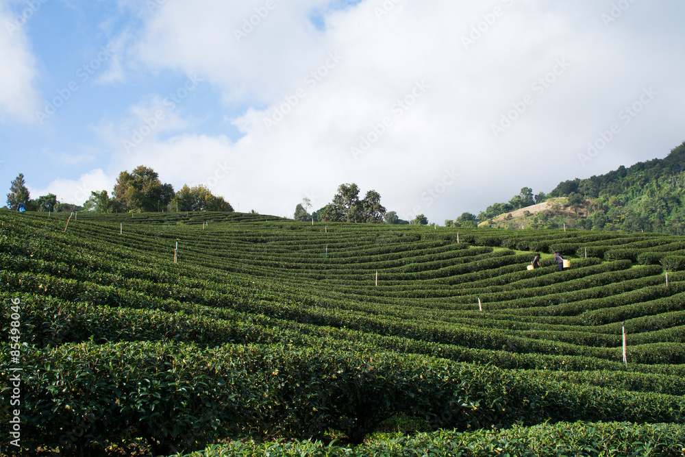 Tea farm in Chiang Rai Province, Thailand.