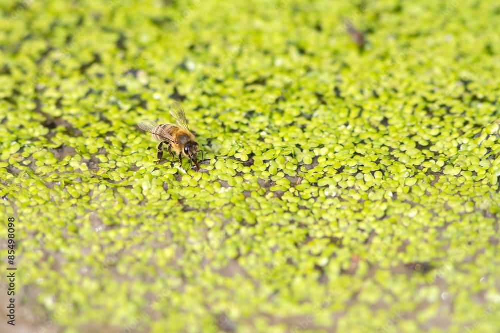 Trinkende Honigbiene auf Kleinen Wasserlinsen / Drinking honey bee on small duckweed Trinkende Honigbiene auf Kleinen Wasserlinsen / Drinking honey bee on small duckweed