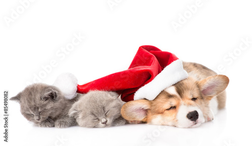 sleeping Pembroke Welsh Corgi puppy dog with santa hat and two k