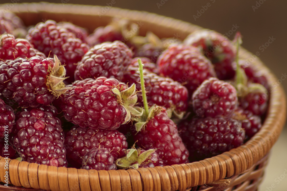 Tayberry a hybrid of raspberries and blackberries in wicker basket Tayberry a hybrid of raspberries and blackberries in wicker basket