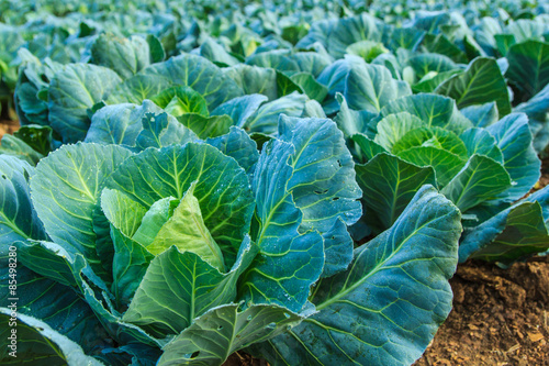 Freshly harvested cabbage