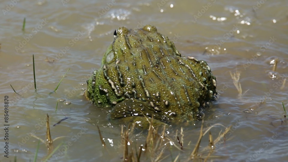 African giant bullfrogs (Pyxicephalus adspersus) mating and fighting in