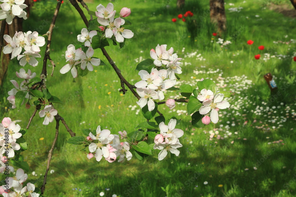 Obraz premium Blooming apple-branch