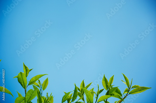 Branches with leaves in the background of the sky