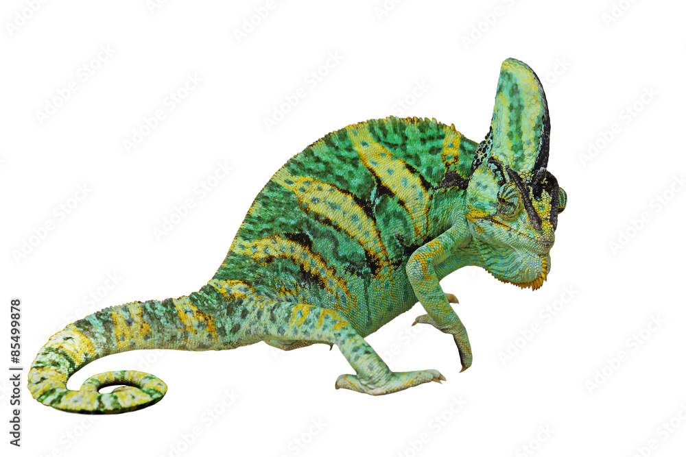 Obraz premium chameleon or calyptratus on white background