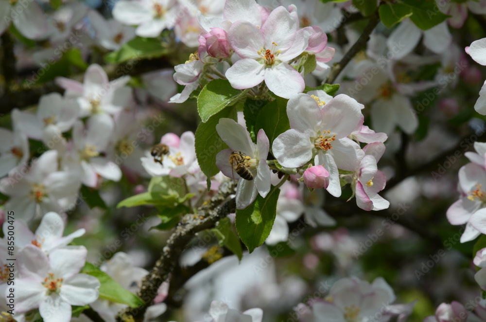Apfelblüte mit Biene Apfelblüte mit Biene