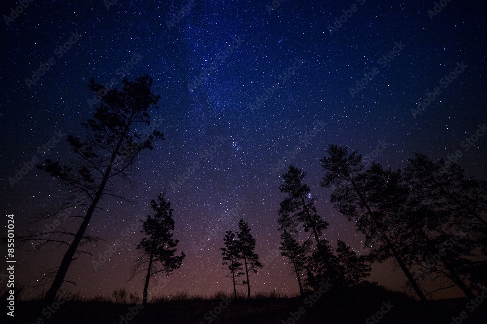 Fototapeta premium trees on a background of the night sky
