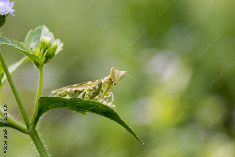green adult female of praying mantis