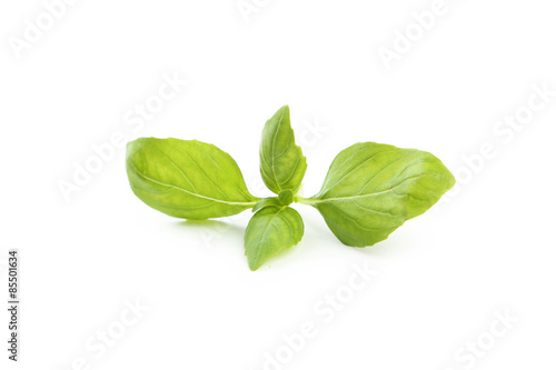 Basil leaves isolated on white