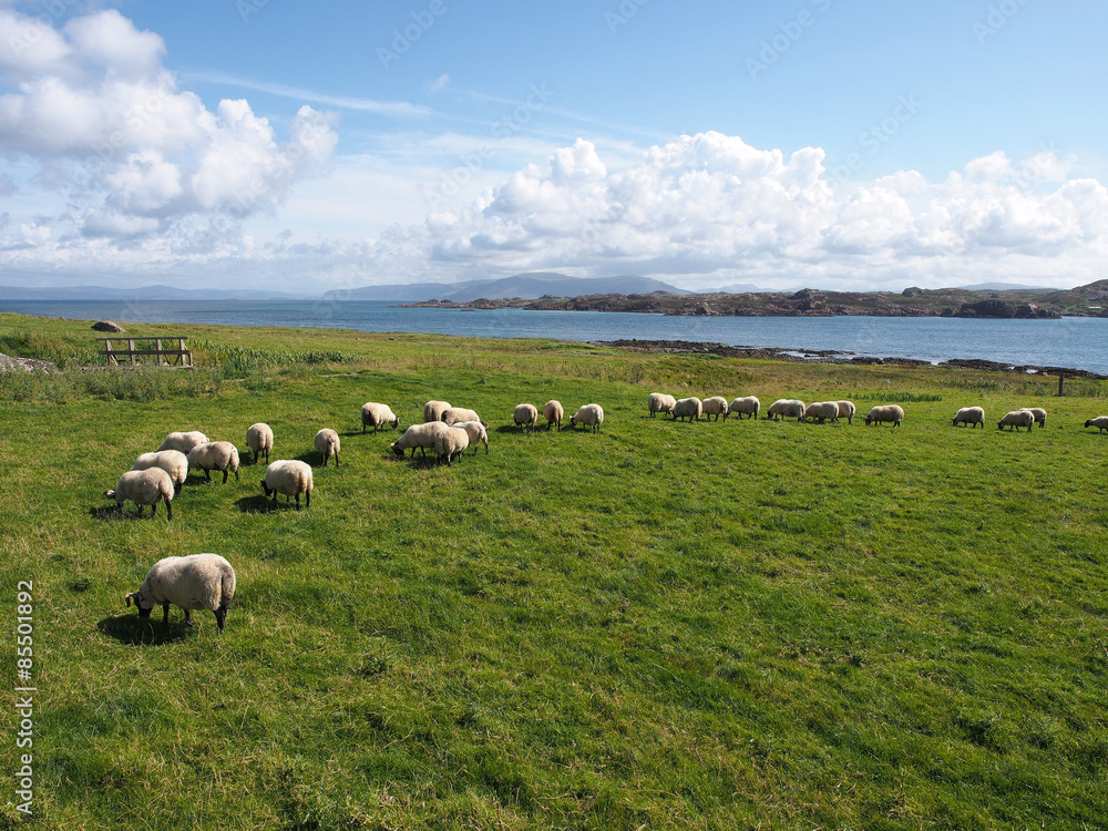 Obraz premium Hebrideninsel Iona