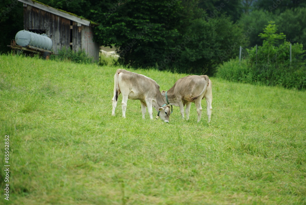 Kälber Kälber