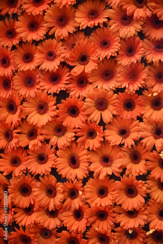 Fototapeta Naklejka Na Ścianę i Meble -  Beautiful arrangement of orange daisies.
