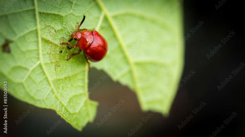 red bug on a green leaf red bug on a green leaf